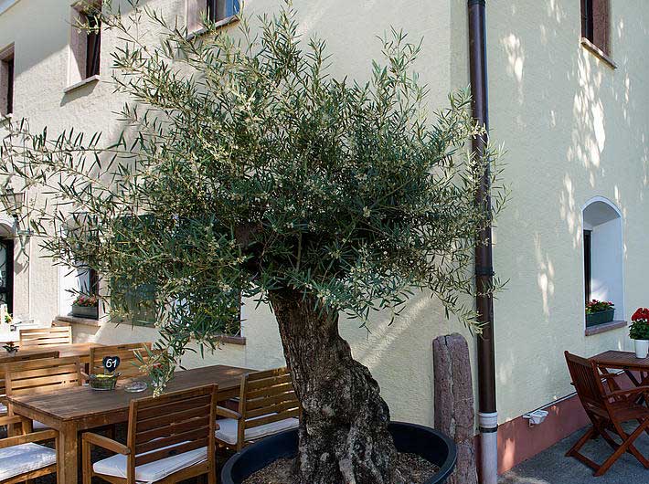 Hotel Kaiserhof - olivo